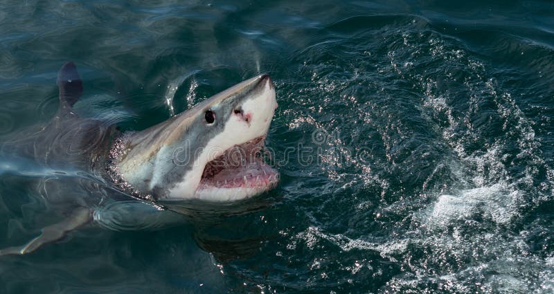 Great White Shark in ocean water an attack.