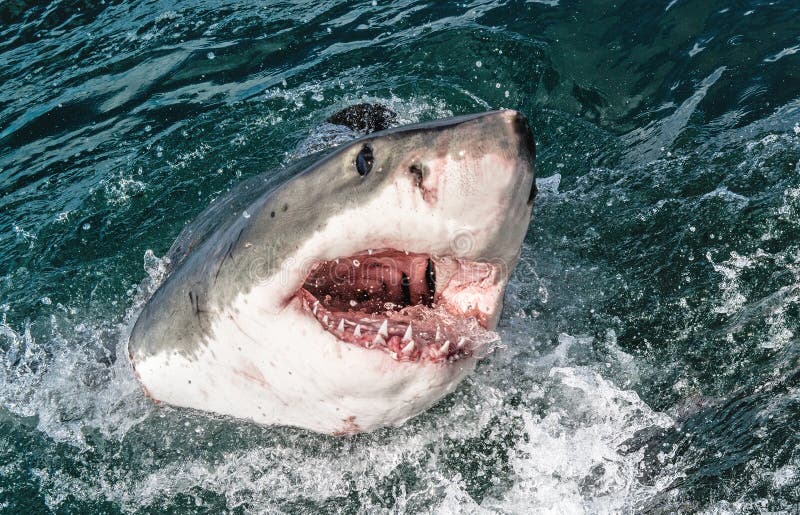 Great White Shark With Open Mouth. Attacking Great White Shark Stock ...