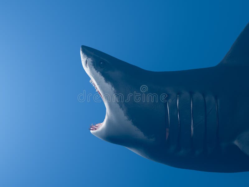 Great White Shark With Mouth Wide Open Vt 260 M Great White Shark