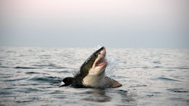 Great white shark with open mouth on the surface out of the water.
