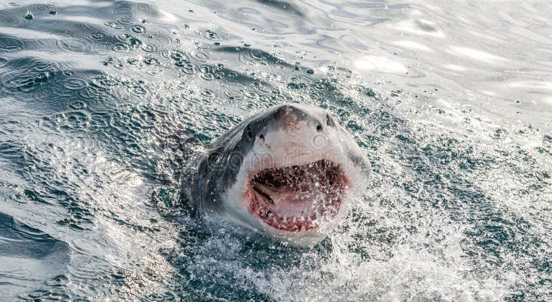 Great white shark with open mouth on the surface out of the water. Scientific name: Carcharodon carcharias.  South Africa