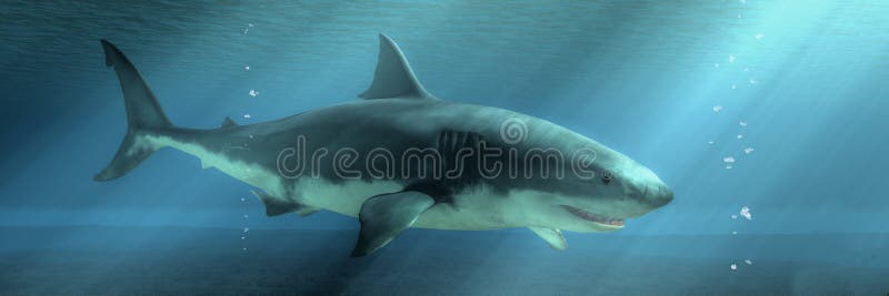 Great White Shark on the Prowl royalty free illustration