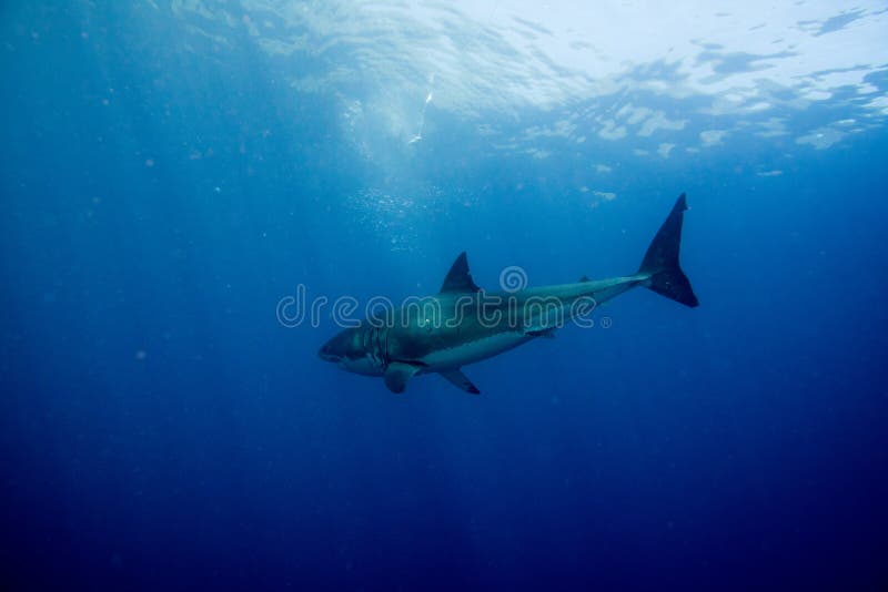 Great White shark ready to attack underwater close up royalty free stock photo Great White shark ready to attack underwater close up royalty free stock photo