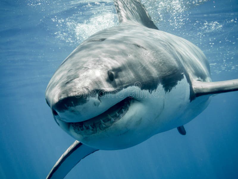 Great white shark's smile stock image