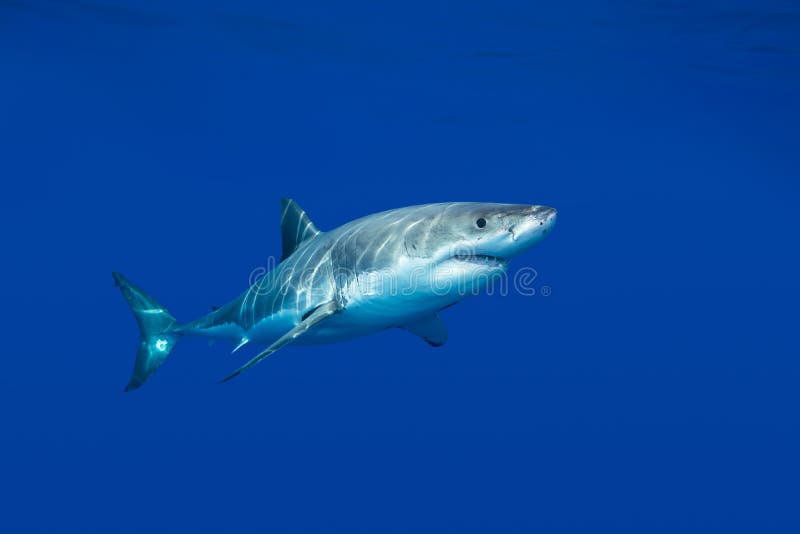 Great white shark stock photography