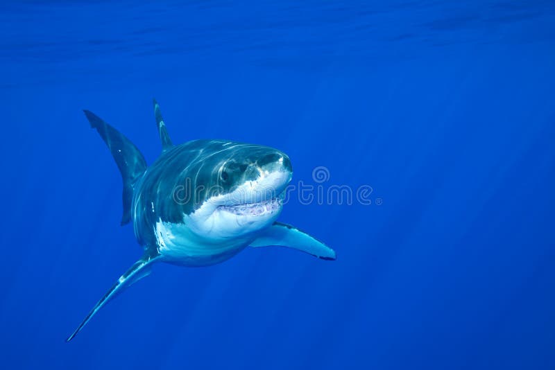 Great white shark royalty free stock photos