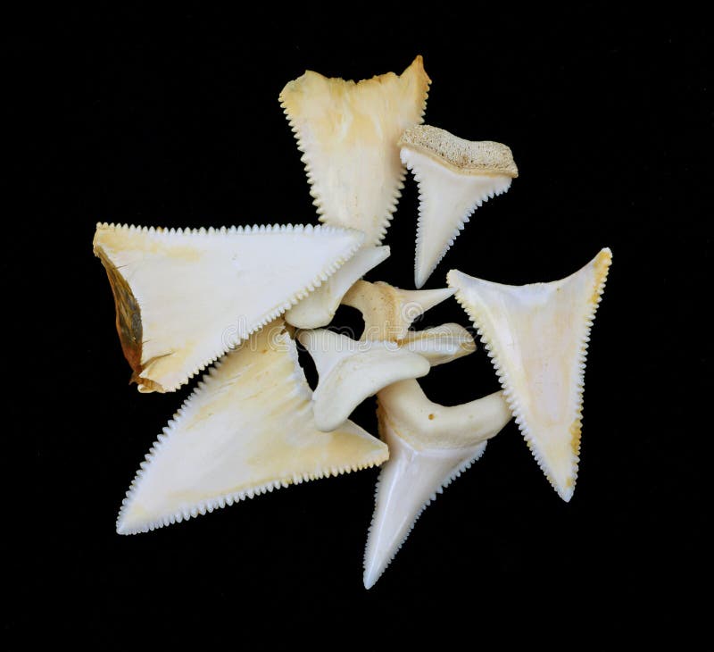 Great white shark teeth