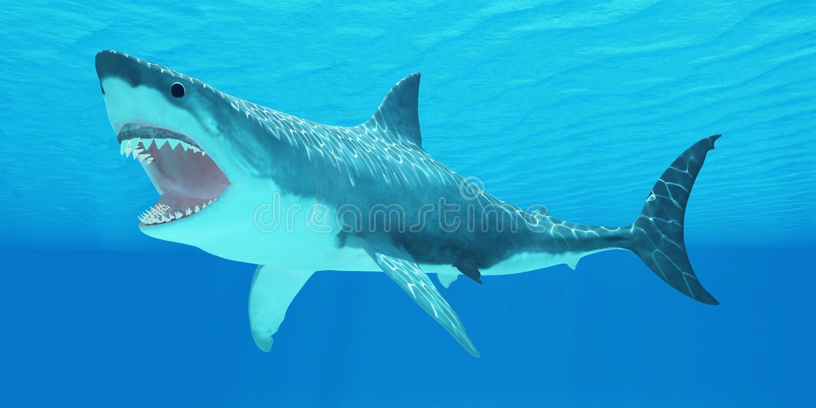 Great White Shark Mouth stock photo. Image of species - 42826928