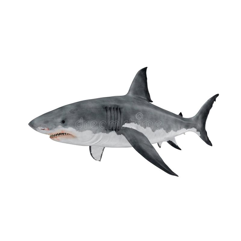 Realistic Shark Stock Photos - Free & Royalty-Free Stock Photos