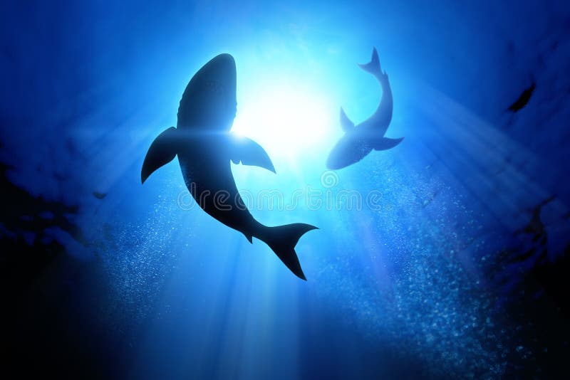 Great White Sharks vector illustration
