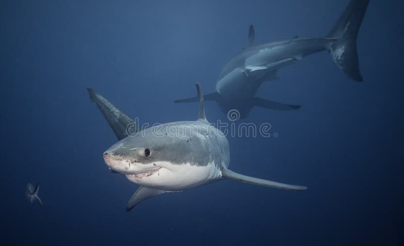 Great White Sharks