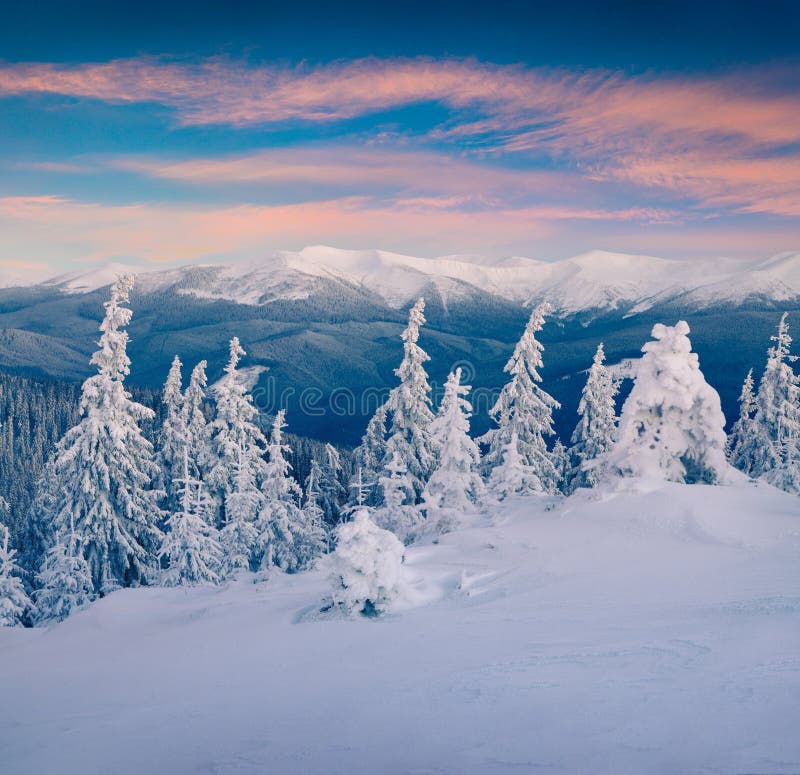 Great Winter Sunrise in Carpathian Mountains with Snow Covered Fir ...