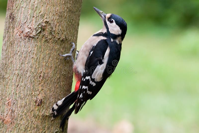 El gran punteado pájaro carpintero (principal) es un miembro de pájaro carpintero familia,.