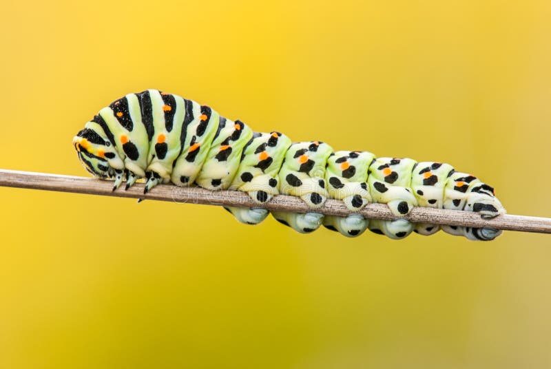 Great worm caterpillar on branch Macaon