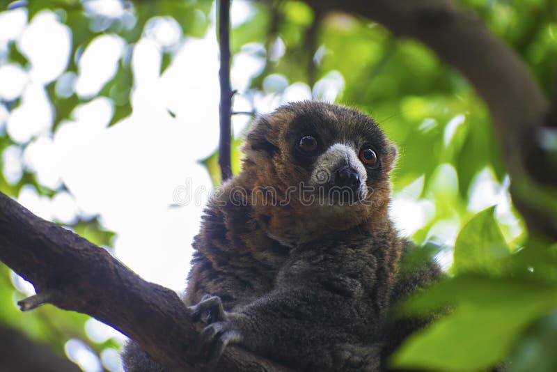 The greater bamboo lemur Prolemur simus, also known as the broad-nosed bamboo lemur