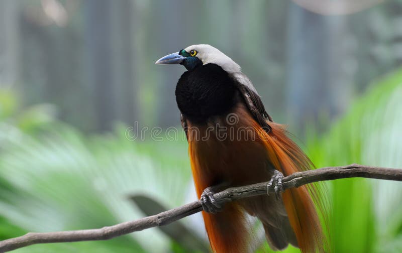 Greater Bird-of-paradise