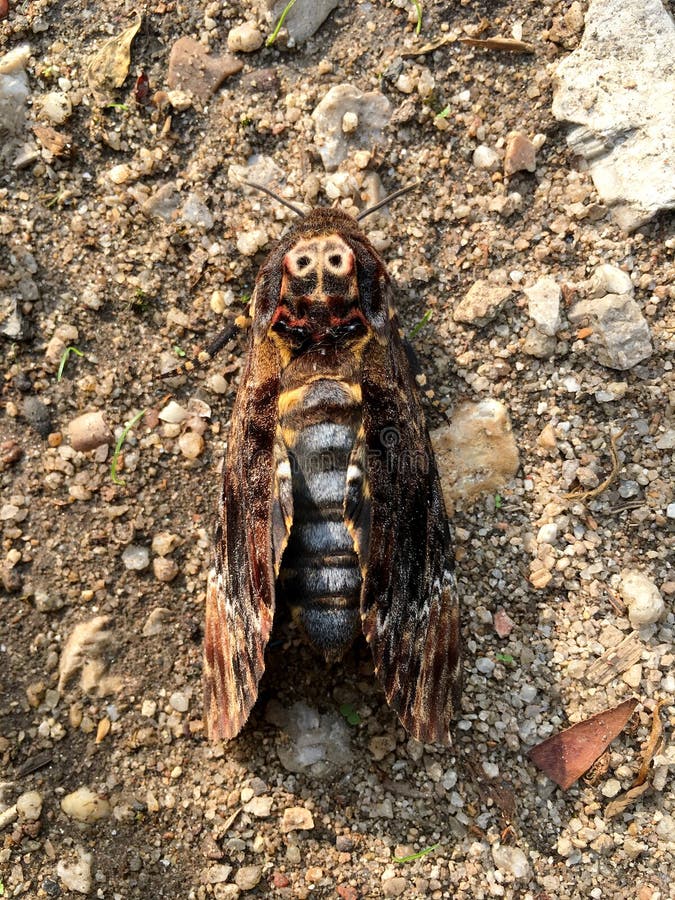 The greater death`s head hawkmoth or bee robber Acherontia lachesis staying on the ground, Thailand