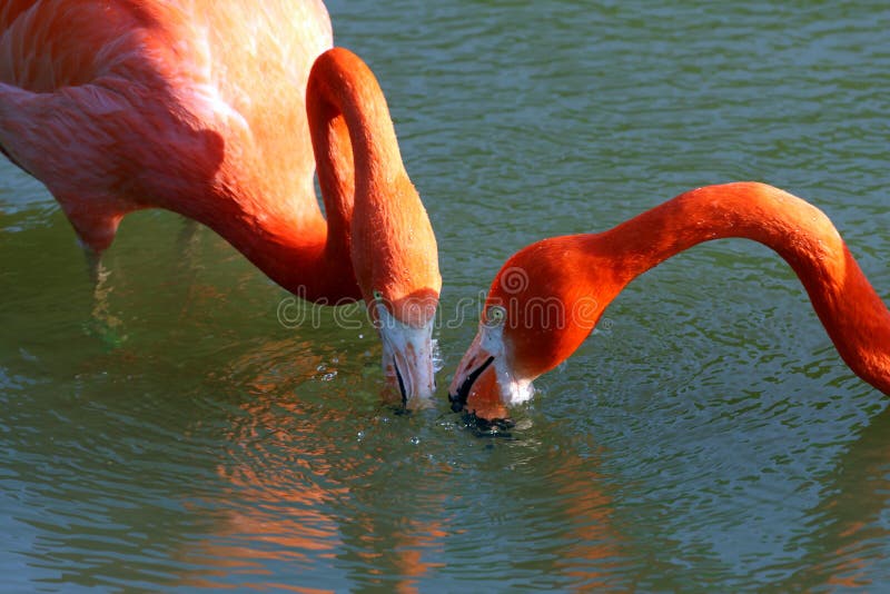 Greater Flamingo bird stock photos