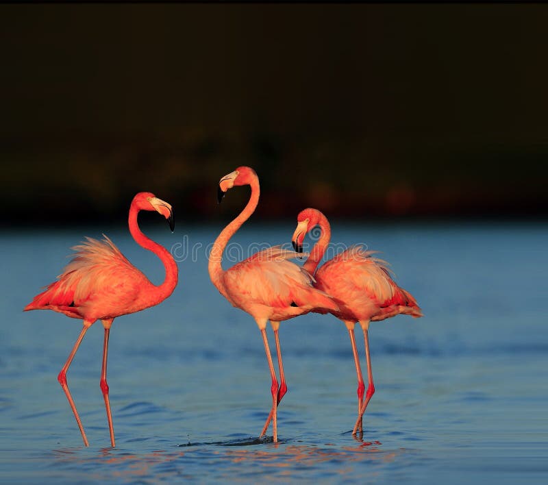 Greater Flamingo stock photo. Image of wild, foraging Biology Diagrams