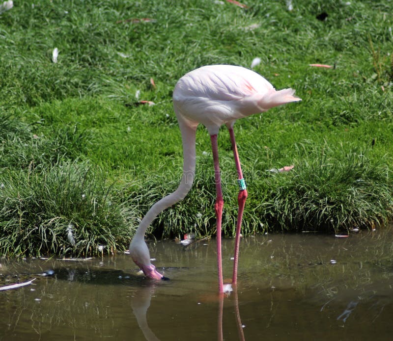 Greater flamingo stock photo. Image of eurasian, african - 94878924