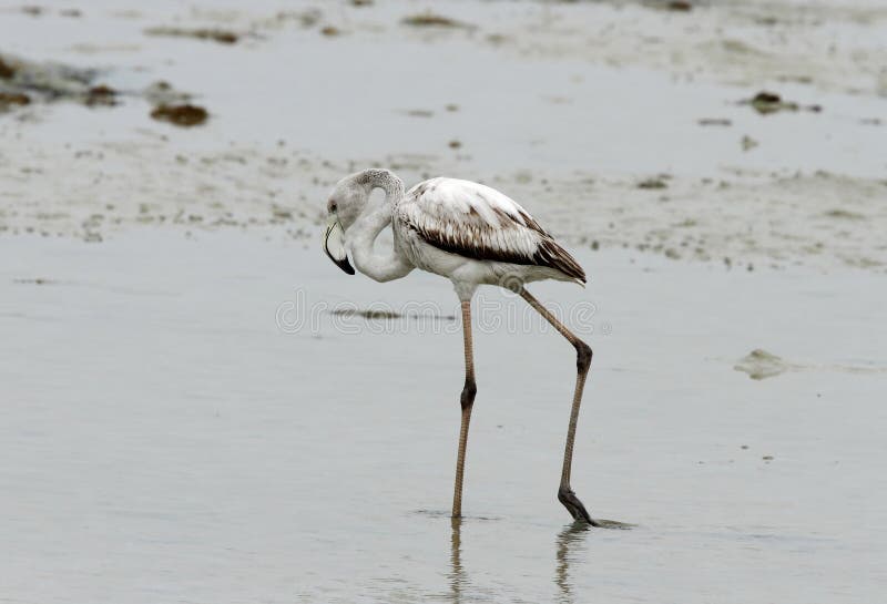 Greater Flamingo Juvenile stock image. Image of flock - 67969745