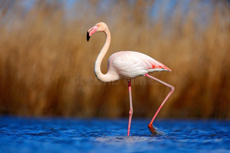 Greater Flamingo, Phoenicopterus ruber, beautiful pink big bird in dark blue water, with evening sun, reed in the background, anim