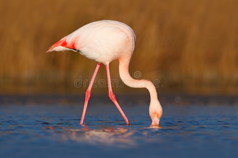 Greater Flamingo, Phoenicopterus ruber, Nice pink big bird, head in the water, animal in the nature habitat, Camargue, France