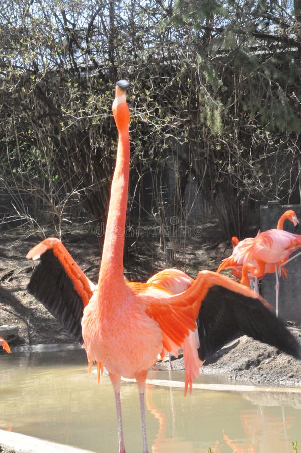 A Greater Flamingo Photographed at Columbus Zoo in Ohio Stock Photo