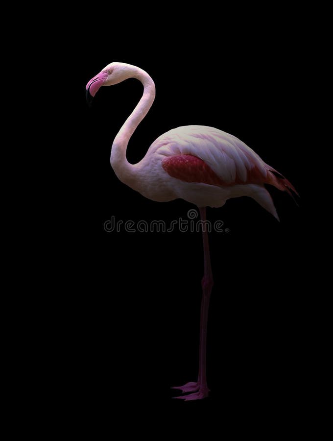 Greater flamingo standing in the dark