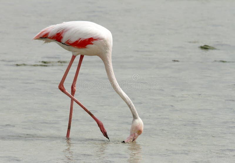Greater Flamingo Taking Food Stock Image - Image of ...