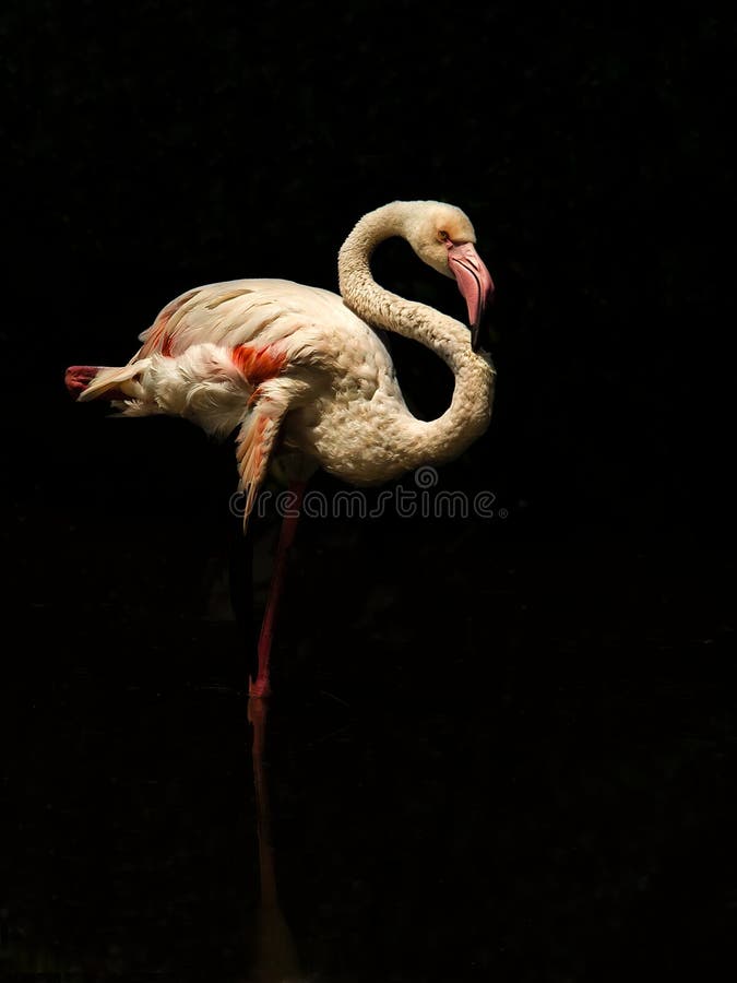 Greater Flamingo 2