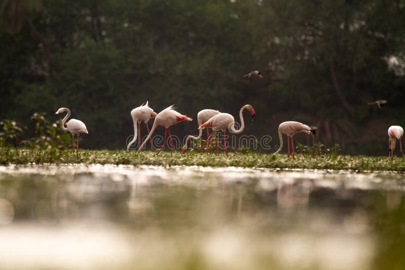 Greater flamingos in a lake with lush green background and water with bokeh and reflection royalty free stock photos