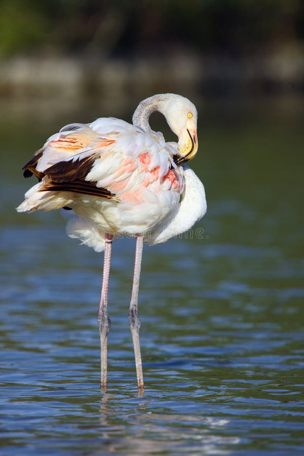 Greater flamingos Phoenicopterus roseus wade through lagoon in evening sun