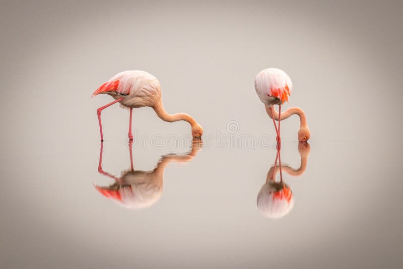 Greater Flamingos Phoenicopterus ruber roseus in the fog with reflection on the surface, Walvis bay, Namibia. royalty free stock photo.