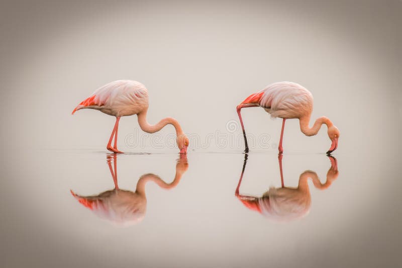 Greater Flamingos Phoenicopterus ruber roseus in the fog with reflection on the surface, Walvis bay, Namibia. royalty free stock image.
