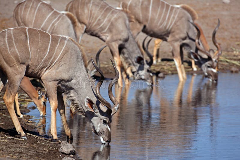 Greater kudu males at waterhole, Etosha, Namibia