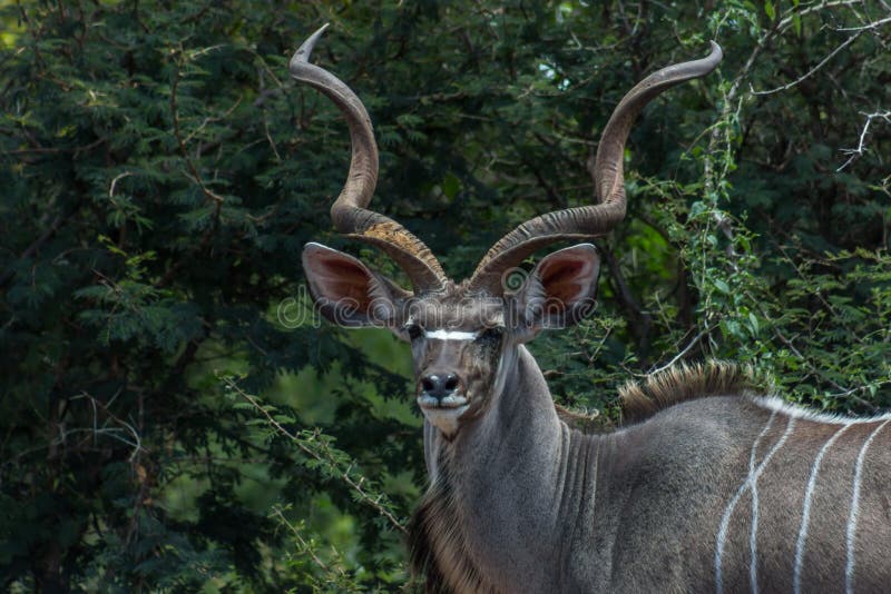 diamond lesser kudu diamond lesser kudu