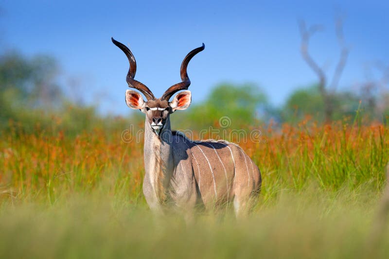 Greater kudu, Tragelaphus strepsiceros, handsome antelope with spiral horns. Animal in the green meadow habitat, Okavango delta