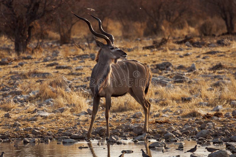 Greater Kudu in a waterhole in the Etosha National Park in Namibia royalty free stock photos Greater Kudu in a waterhole in the Etosha National Park in Namibia royalty free stock photos