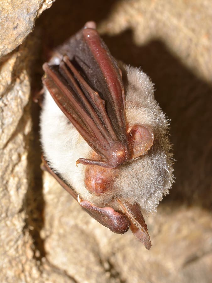Greater Mouseeared Bat Myotis Myotis in the Cave Stock Photo Image