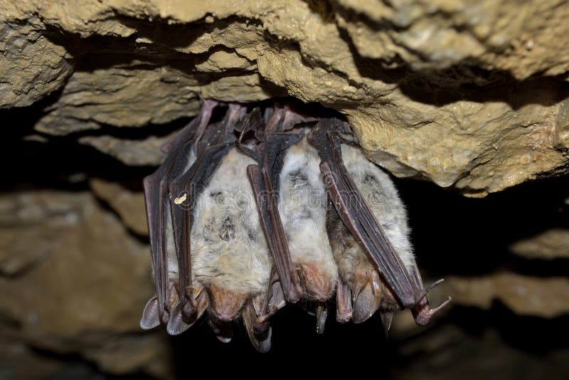 Greater mouse eared bat (Myotis myotis) stock photography Greater mouse eared bat (Myotis myotis) stock photography
