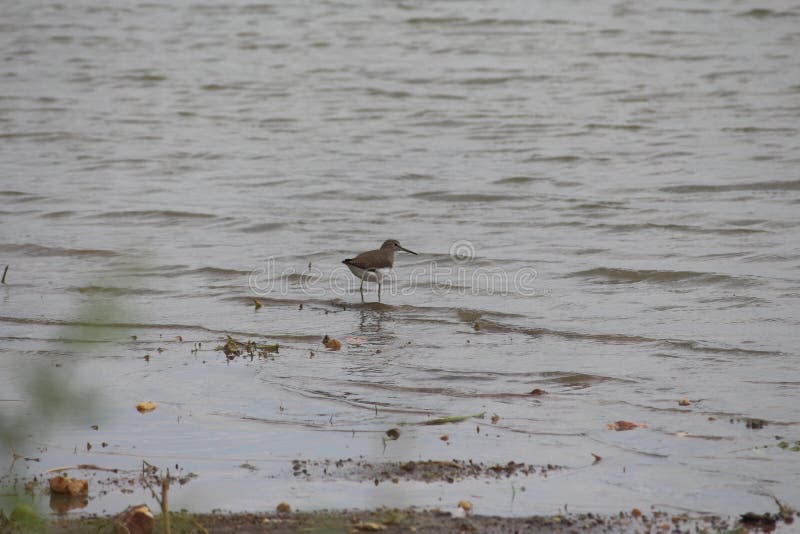 Greater painted snipe or rostratula bird on the brim of a giant lake in a village. It has a short tail, brown body and a long beak royalty free stock photos Greater painted snipe or rostratula bird on the brim of a giant lake in a village. It has a short tail, brown body and a long beak royalty free stock photos