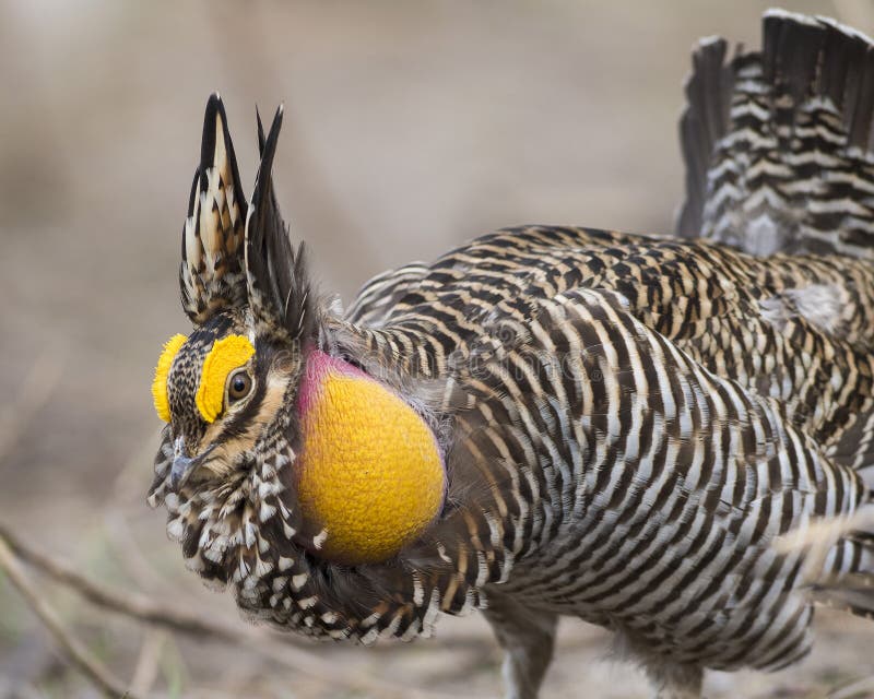 Greater Prairie Chicken