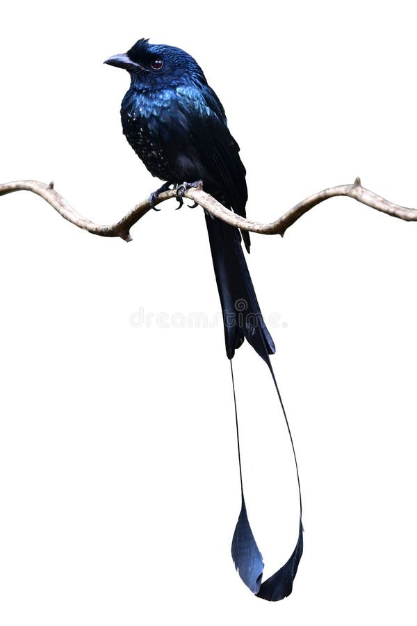 Greater Racket-tailed Drongo bird