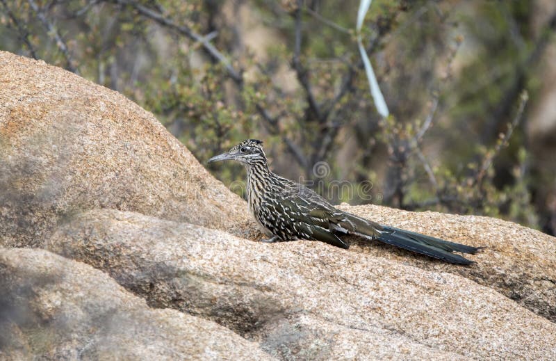 Greater Roadrunner bird, Lake Watson, Prescott Arizona USA