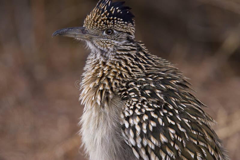 Greater Roadrunner royalty free stock photography Greater Roadrunner royalty free stock photography