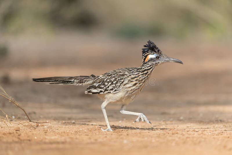 Greater Roadrunner in Rio Grand Valley of Southern Texas, USA