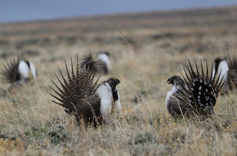 Greater Sage-Grouse Centrocercus urophasianus at a Lek in SE Wyoming. 9