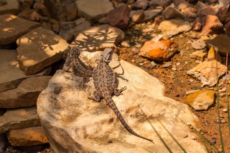 Short Horned Lizard Stock Photos - Free & Royalty-Free Stock Photos ...