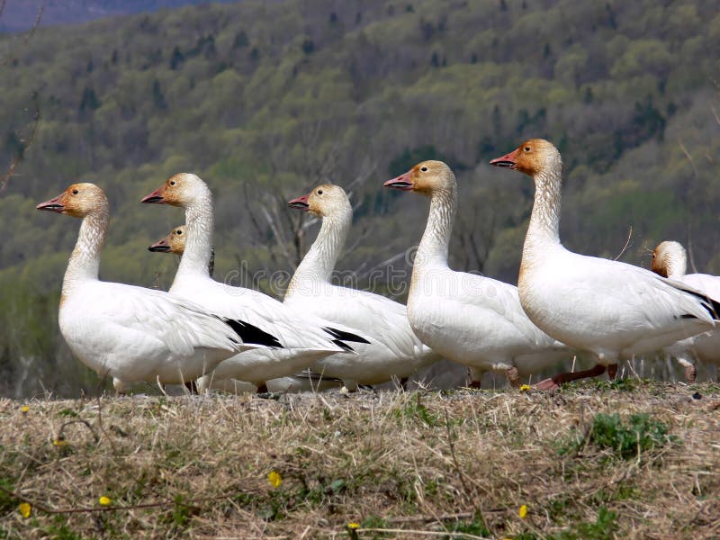 Greater Snow Geese stock photo. Image of fauna, feathers 787790